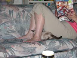 kittens - 071007 22